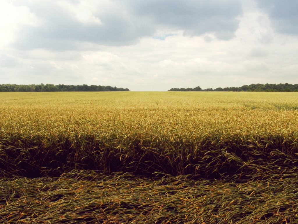 Crop field