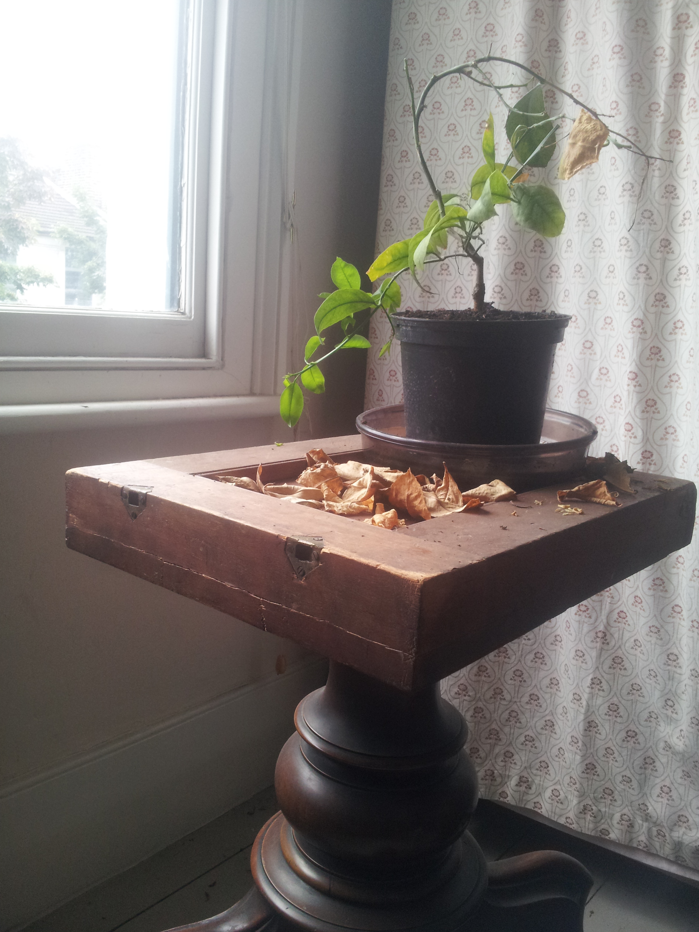 Inspiration for the lemon tree suite.