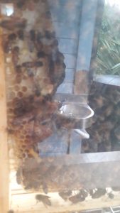 A Bee Day, run by the Garden Classroom, at Gillespie Park inspired Priti from the Sunday Cafe to add honey to her menu.